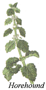 
Herb: Horehound.
